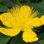 10 udsigtspunkter på St. John til solnedgang