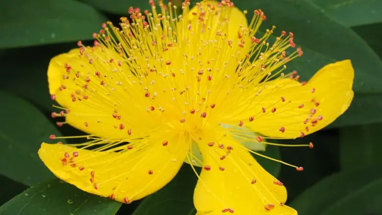 10 udsigtspunkter på St. John til solnedgang