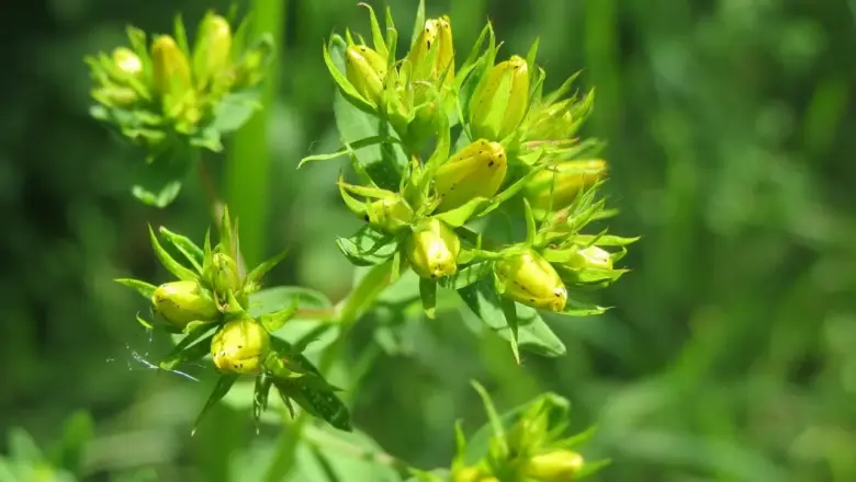 5 steder at leje snorkeludstyr på St. John med dagspriser