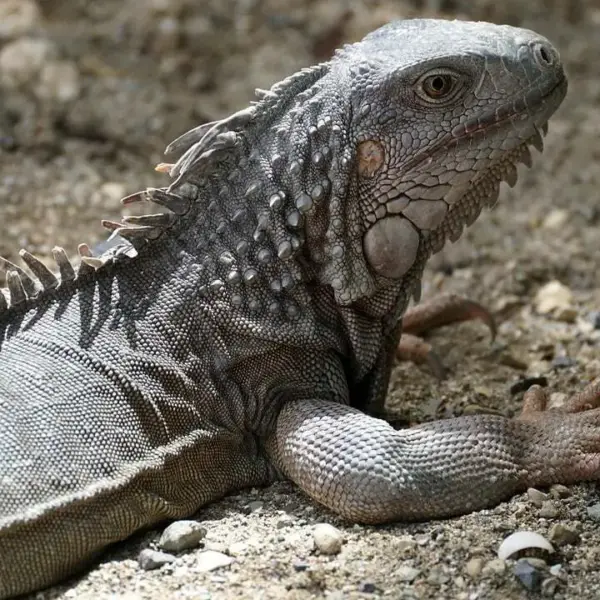 5 stop langs Mahogany Road gennem St. Croix’ regnskov