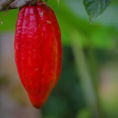 6 autentiske chokoladeture i Caribien