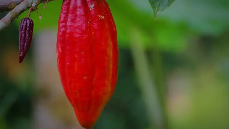 6 autentiske chokoladeture i Caribien
