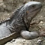 6 børnevenlige snorkelsteder på St. Croix
