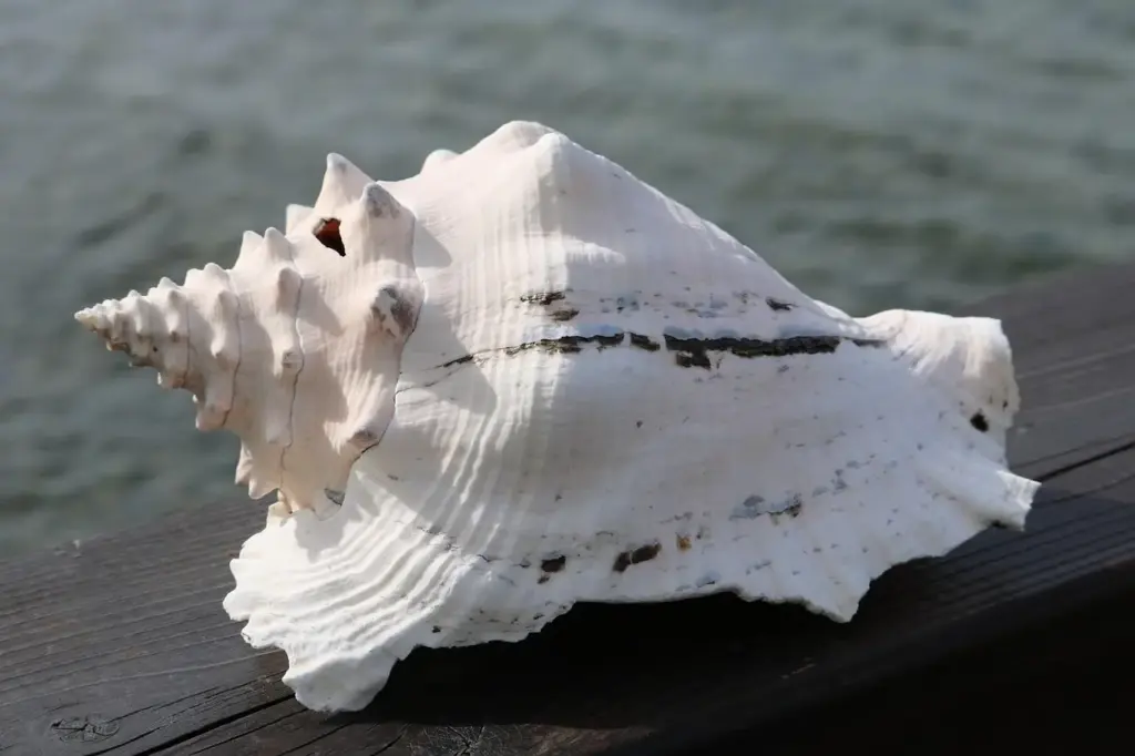 7 nøglebegivenheder i Dansk Vestindiens historie