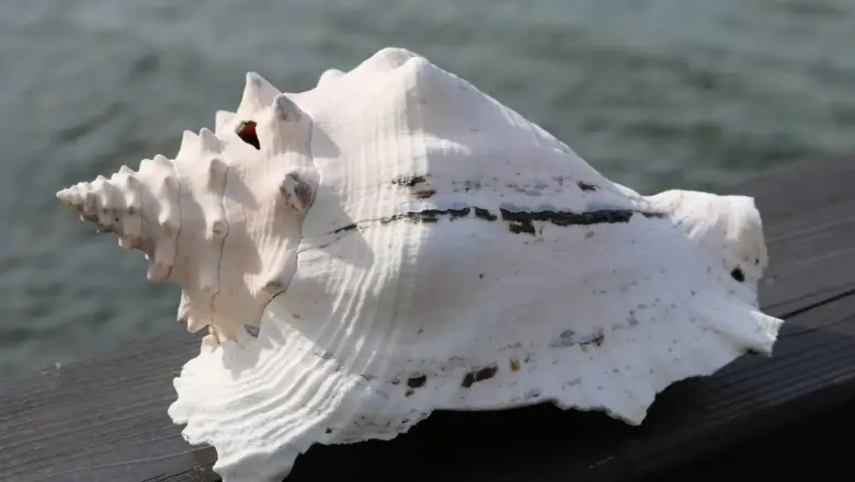 7 nøglebegivenheder i Dansk Vestindiens historie