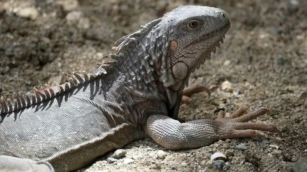 9 breve om hverdagslivet på St. Croix, 1800-1850