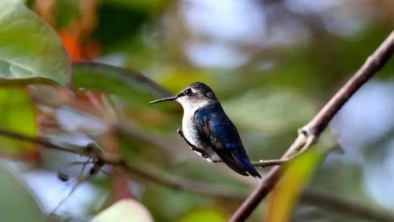 9 fuglereservater med kolibrier i Caribien