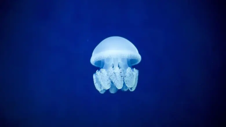 Bioluminescensture efter solnedgang i Caribien