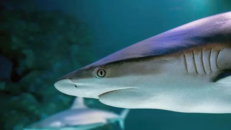 Dagstur til Buck Island: snorkleruten og livet på revet