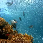 Guide til Reef Bay Trail: rute, badestop og dyreliv