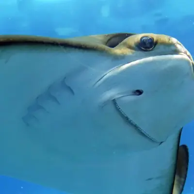 Her kan du møde rokker i lavt vand i Caribien