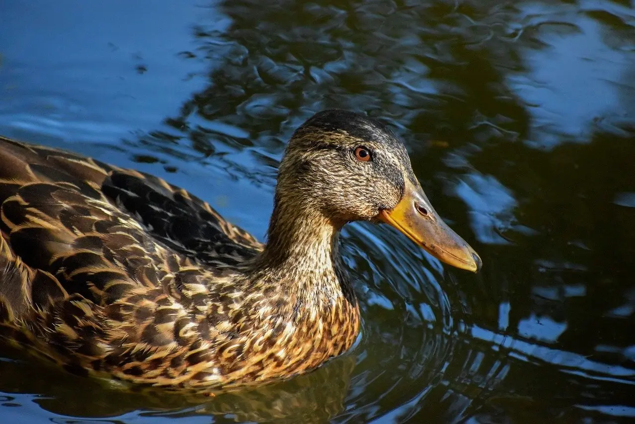 Hjælp til Aperitif i krydsord