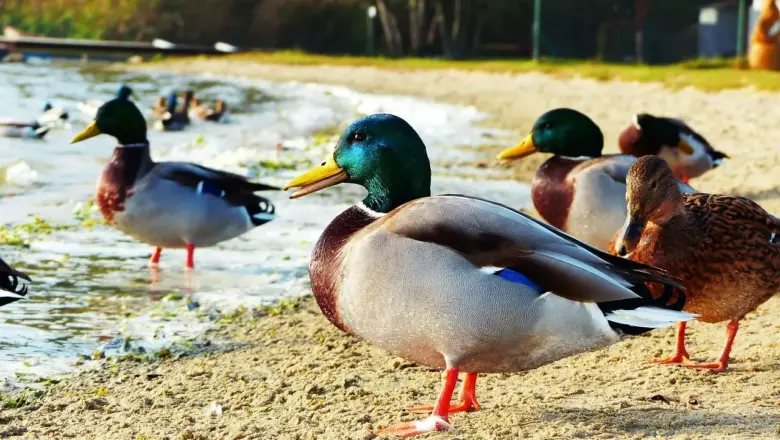 Husdyr i Krydsord Tips