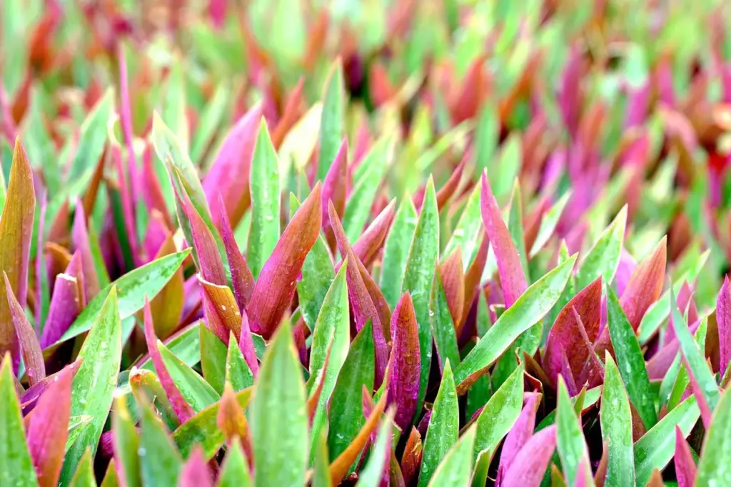 Hvad skete der på St. Croix på Emancipationsdagen i 1848?