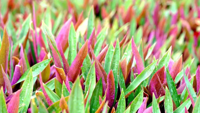 Hvad skete der på St. Croix på Emancipationsdagen i 1848?