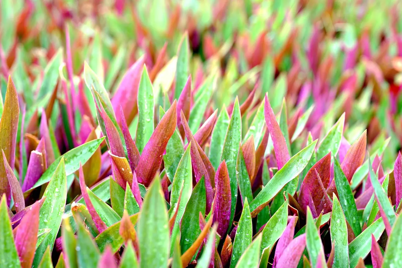 Hvad skete der på St. Croix på Emancipationsdagen i 1848?