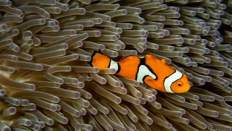 Hvor i Caribien finder du de mest farverige koralrev?