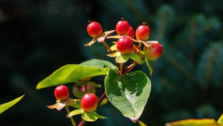 Hvordan opstod slaveoprøret på St. Jan i 1733?