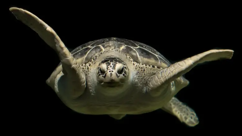 Kan jeg se havskildpadder i Maho Bay uden en guide?