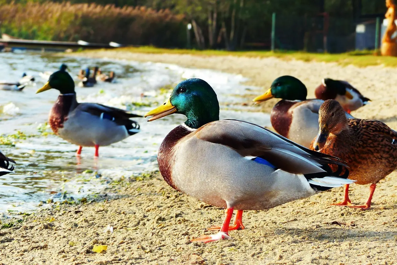 Læremester Krydsord