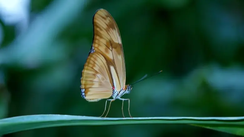 Løsninger til Rødt Farvestof krydsord
