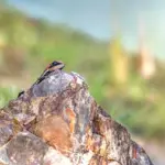 Medvirkende i La La Land