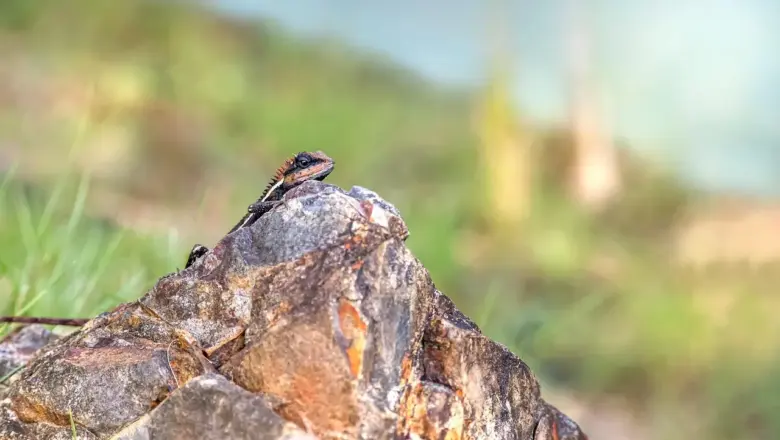 Medvirkende i La La Land