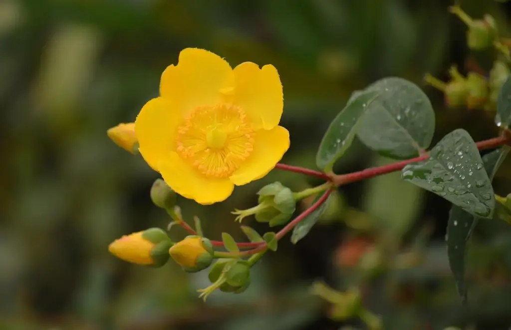 Moravianermissionen og menighedslivet på St. Jan