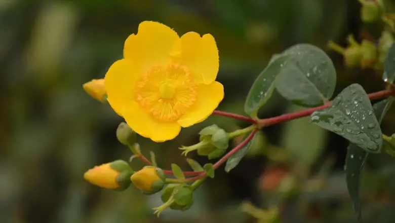 Moravianermissionen og menighedslivet på St. Jan