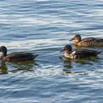 Muligheder til Nigeria i krydsord