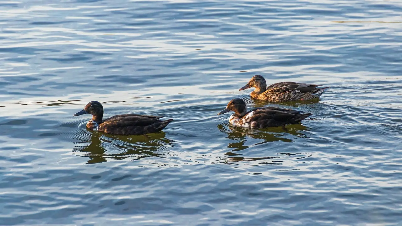 Muligheder til Nigeria i krydsord