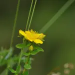 Skal jeg leje en 4×4 på St. John, eller rækker en sedan?