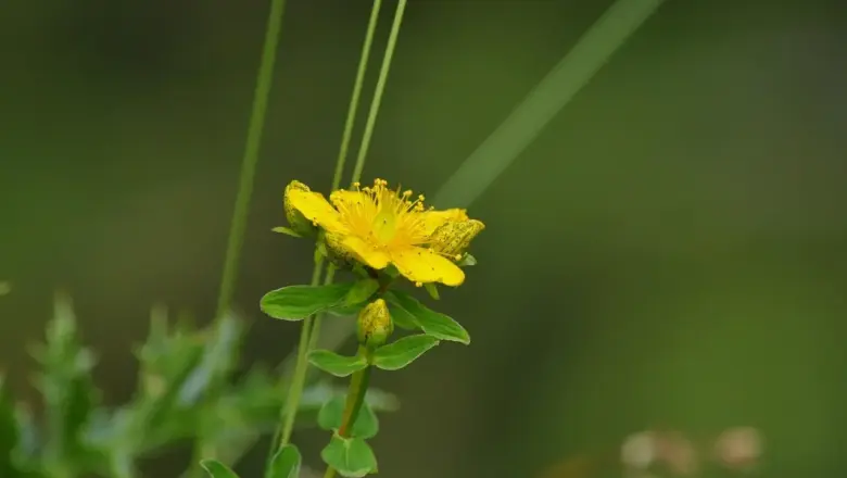 Skal jeg leje en 4×4 på St. John, eller rækker en sedan?