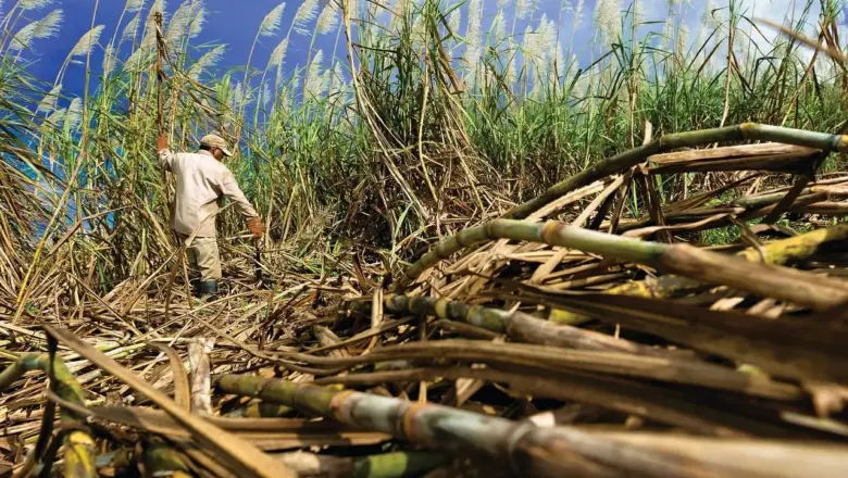 Snorkling fra stranden ved Cane Bay: rute og dybder