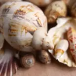 Street food i Charlotte Amalie: smag lokalt på én dag