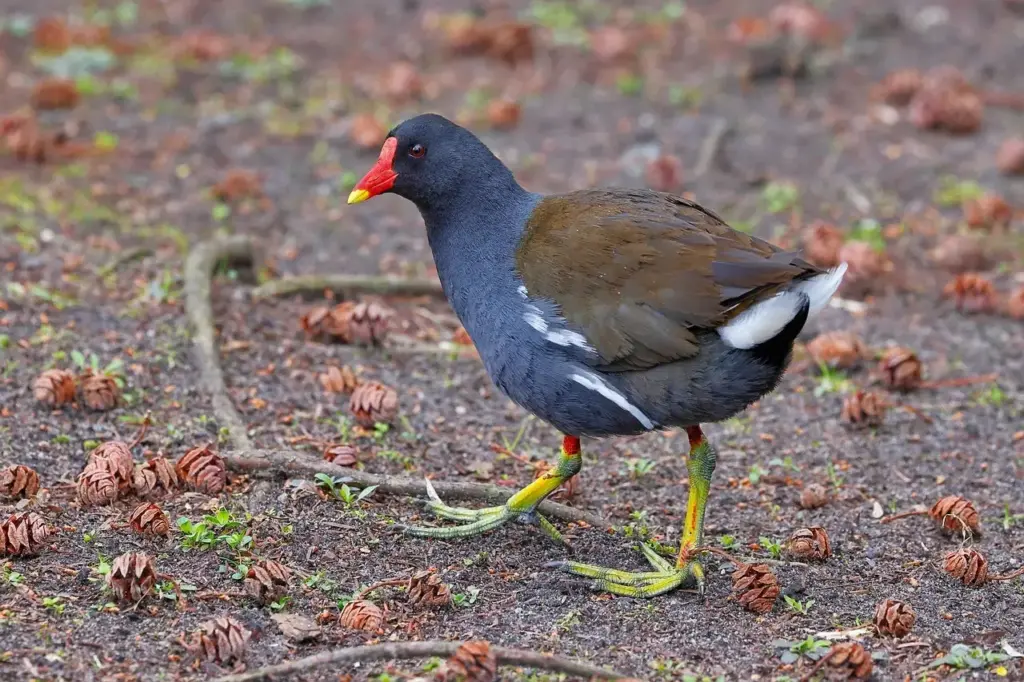 Vandhøne i Krydsord Tips