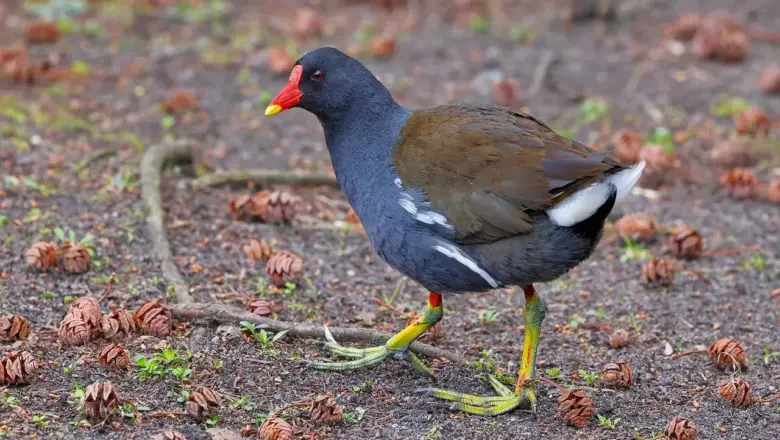 Vandhøne i Krydsord Tips